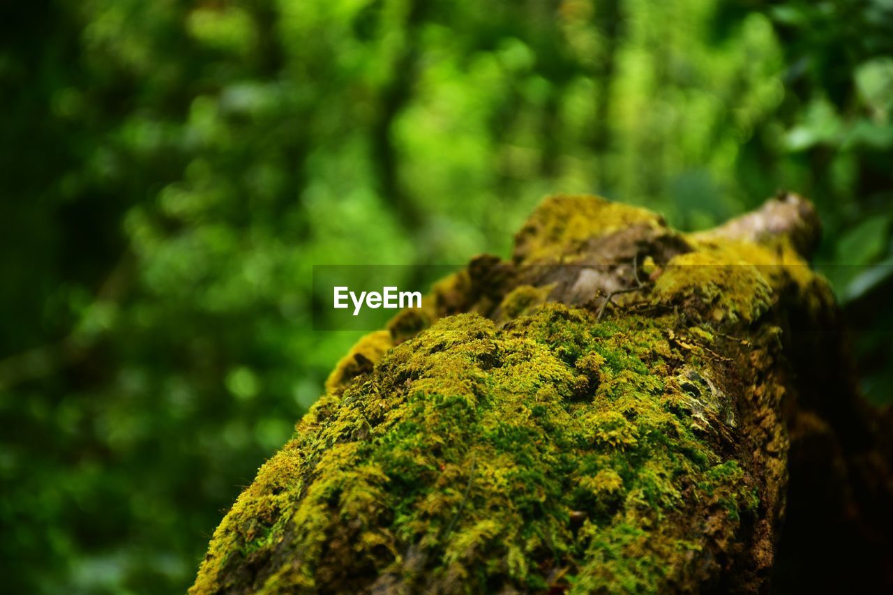 Close-up of moss growing on tree trunk