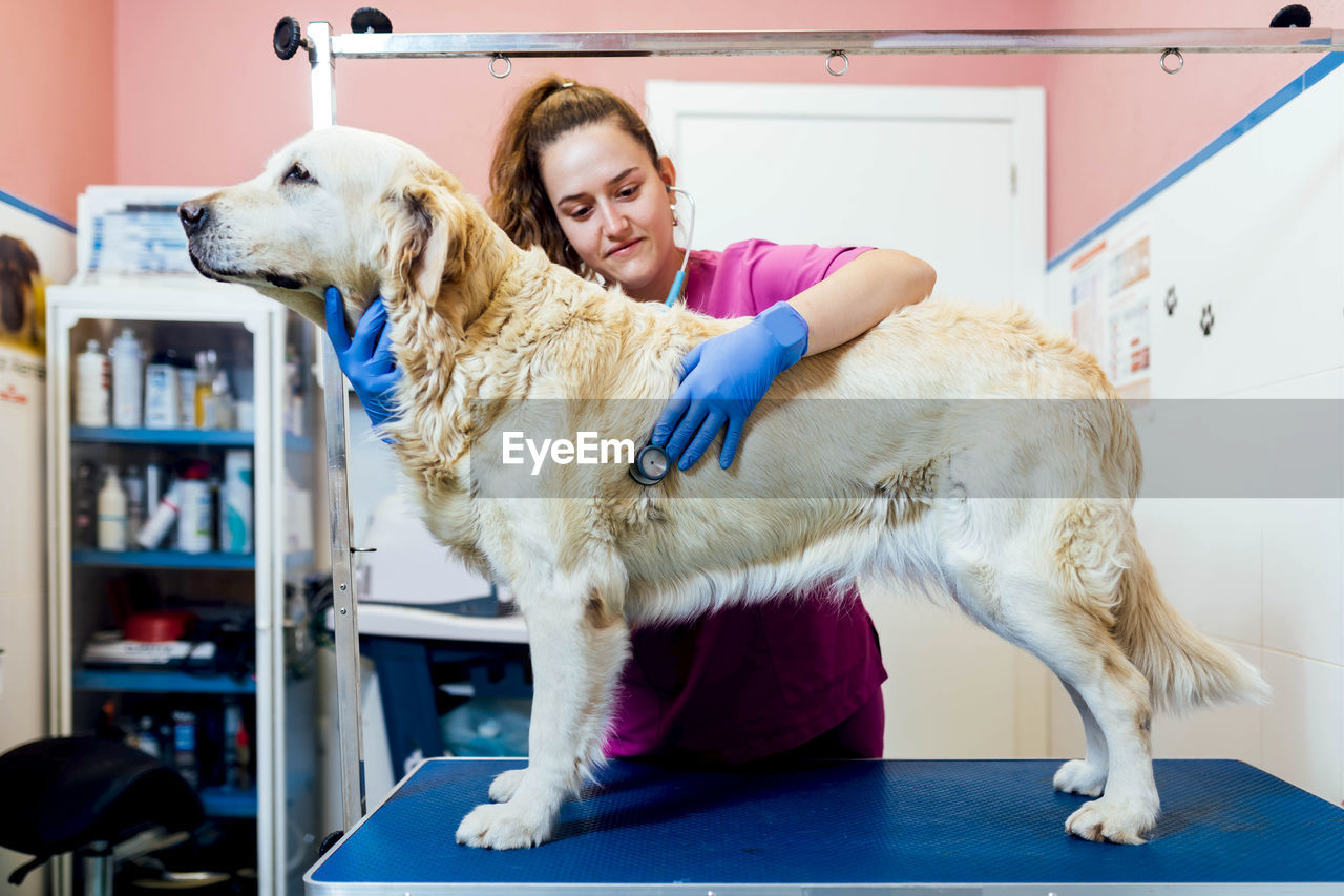 Professional female veterinarian examining cute golden retriever dog with stethoscope standing on table in light veterinary clinic with medical supplies