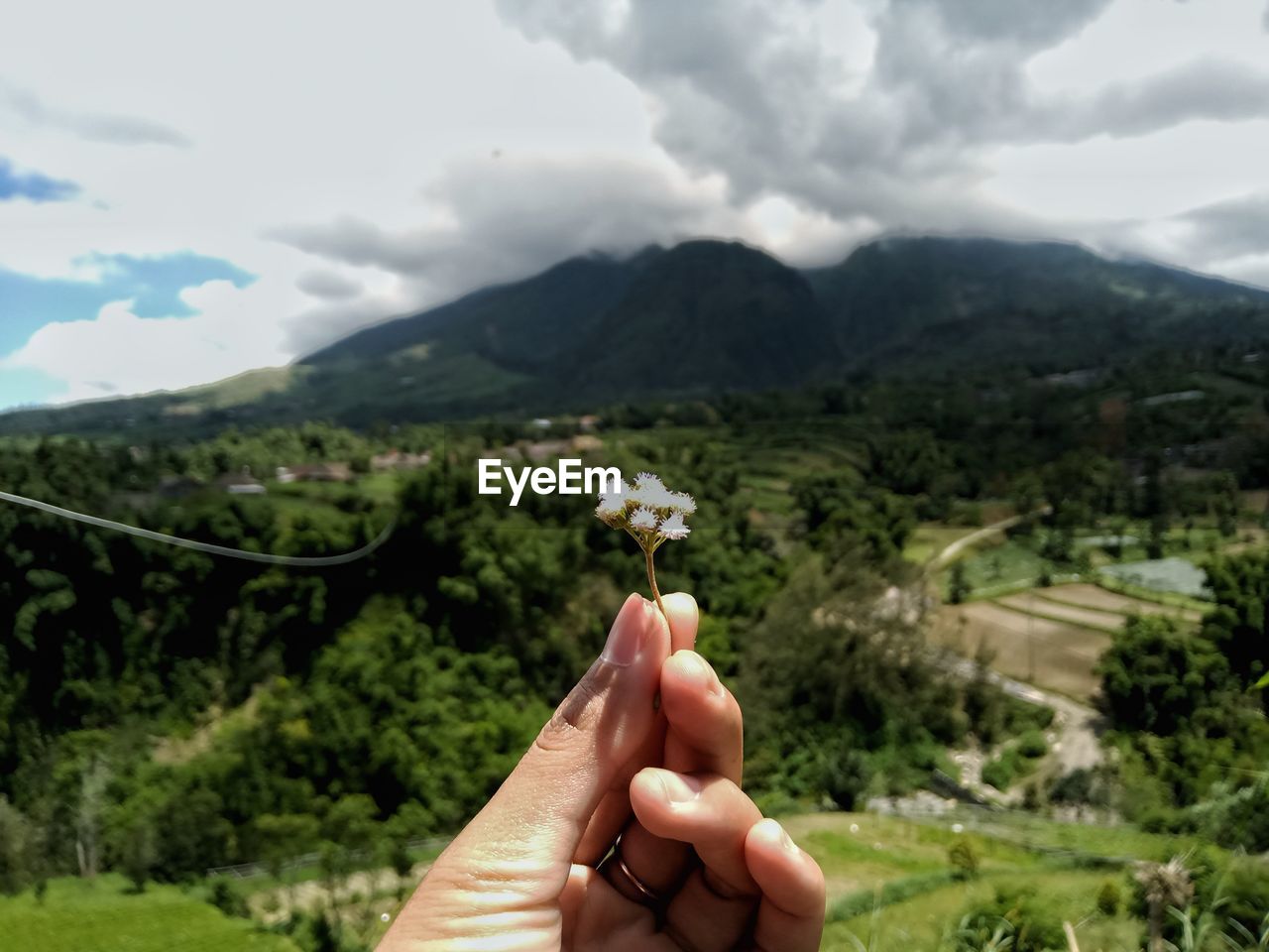 Cropped hand holding flower against mountains