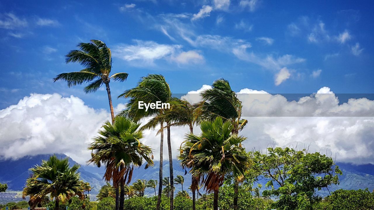 LOW ANGLE VIEW OF TREES AGAINST SKY