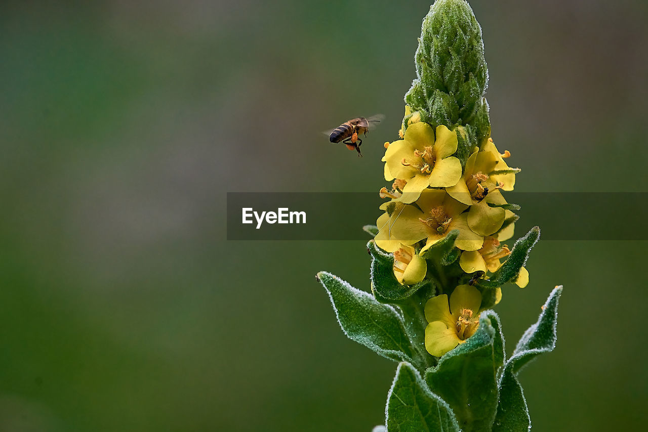 Close-up of bee on  yellow flower