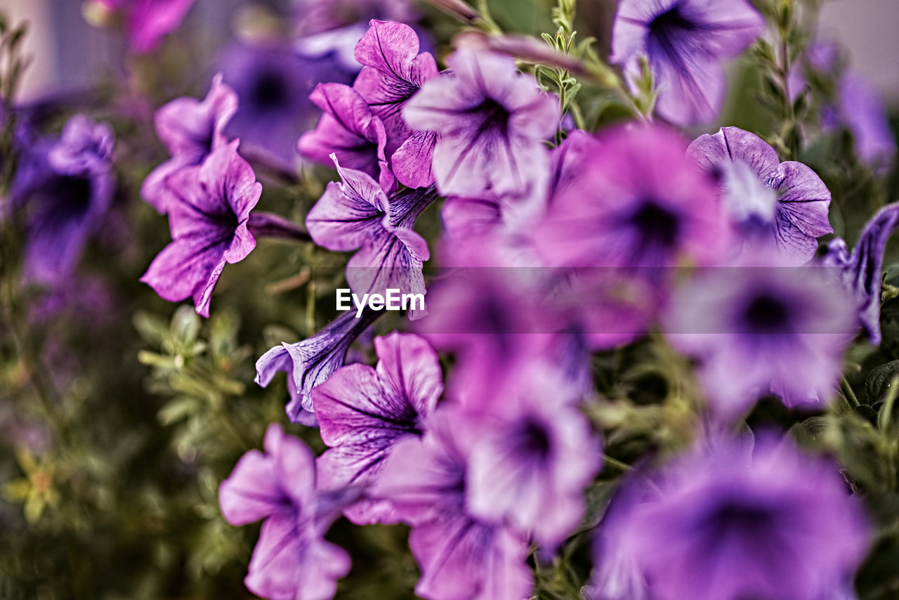 CLOSE-UP OF PURPLE PANSY FLOWERS