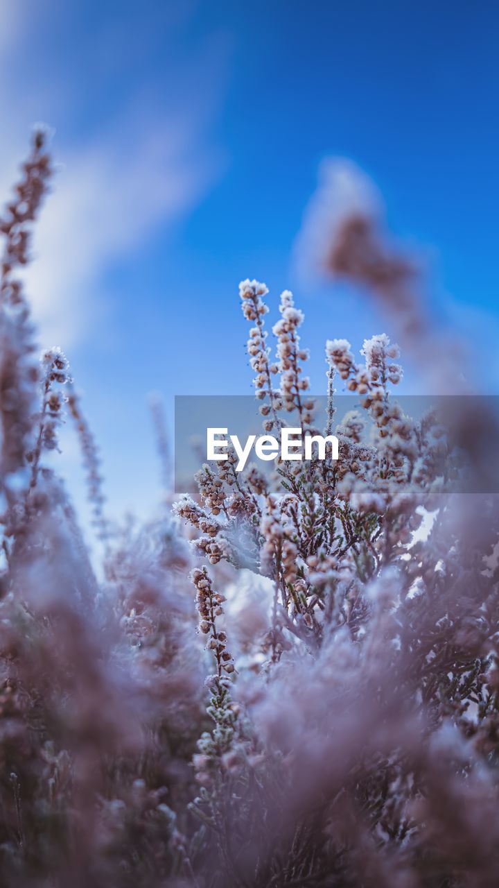 Close-up of frozen plant against sky