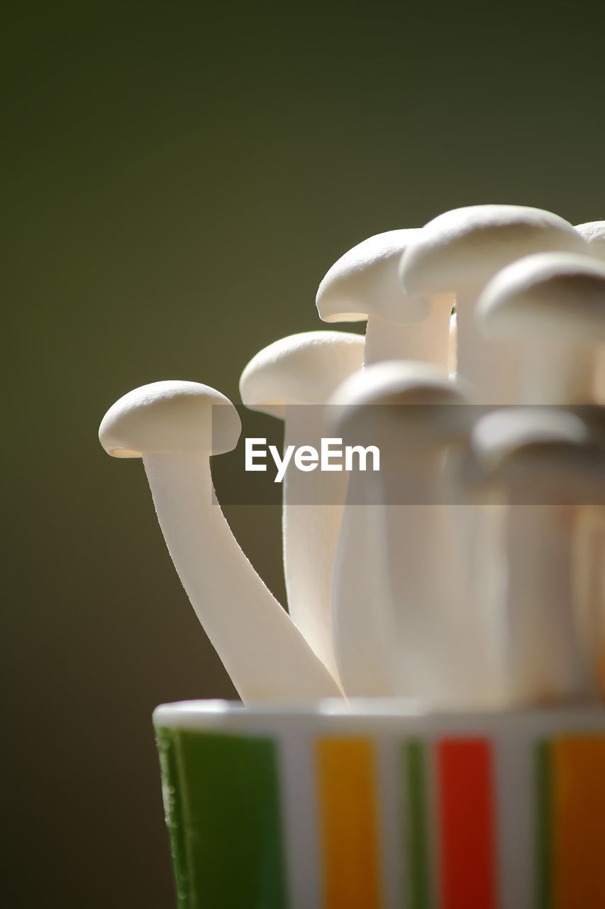 Close-up of shimeji mushrooms in cup