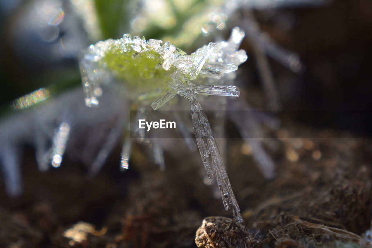 CLOSE-UP OF FROZEN PLANT DURING WINTER