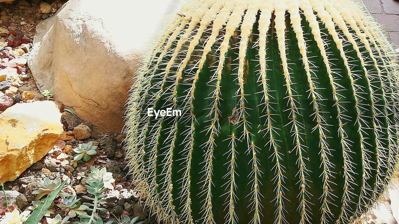 Barrel cactus growing on field