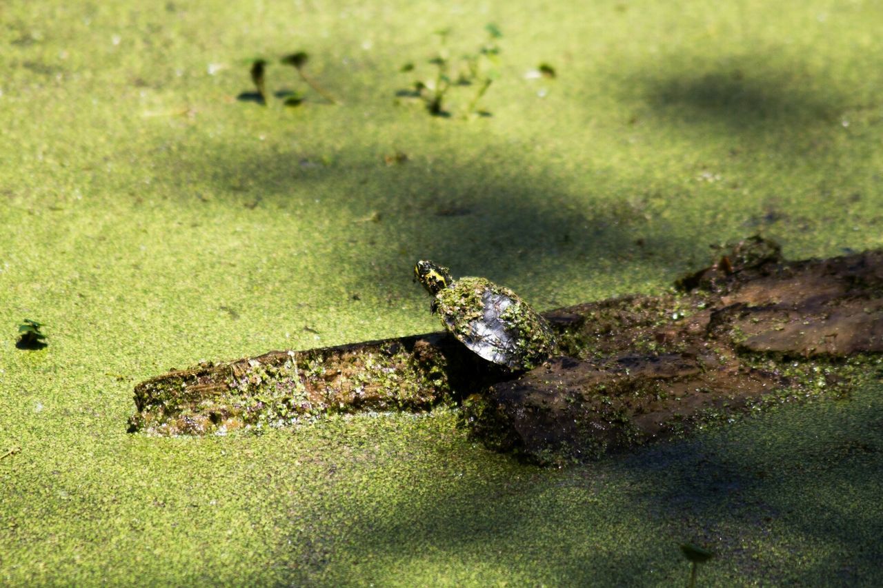 High angle view of turtle on tree log floating in lake