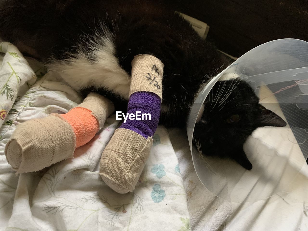 Black kitty recovering from paw injury wearing a cone of shame