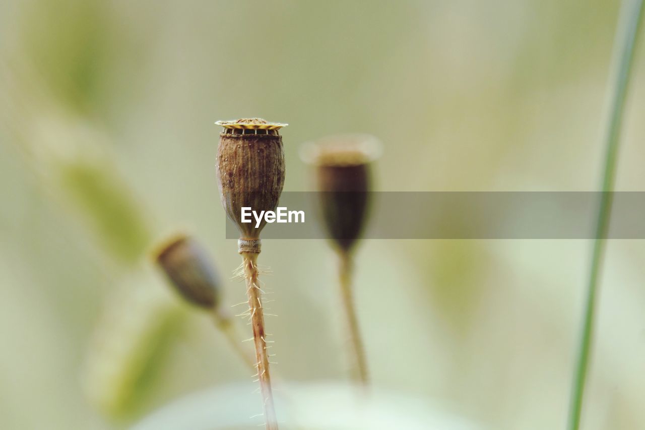 Close-up of flower bud growing outdoors