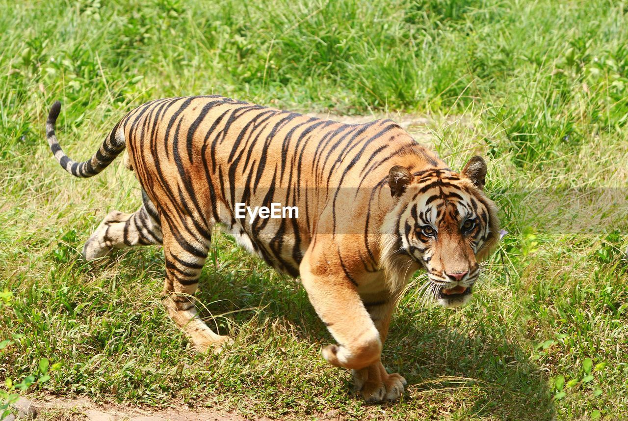 Full length of a tiger