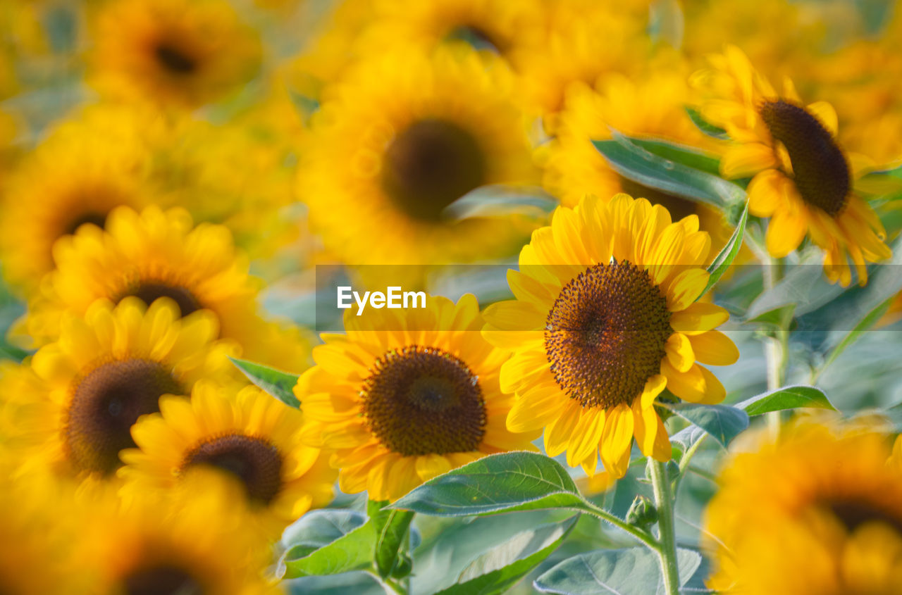 CLOSE-UP OF YELLOW SUNFLOWER