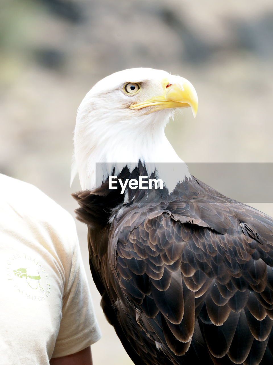 Close-up of bald eagle