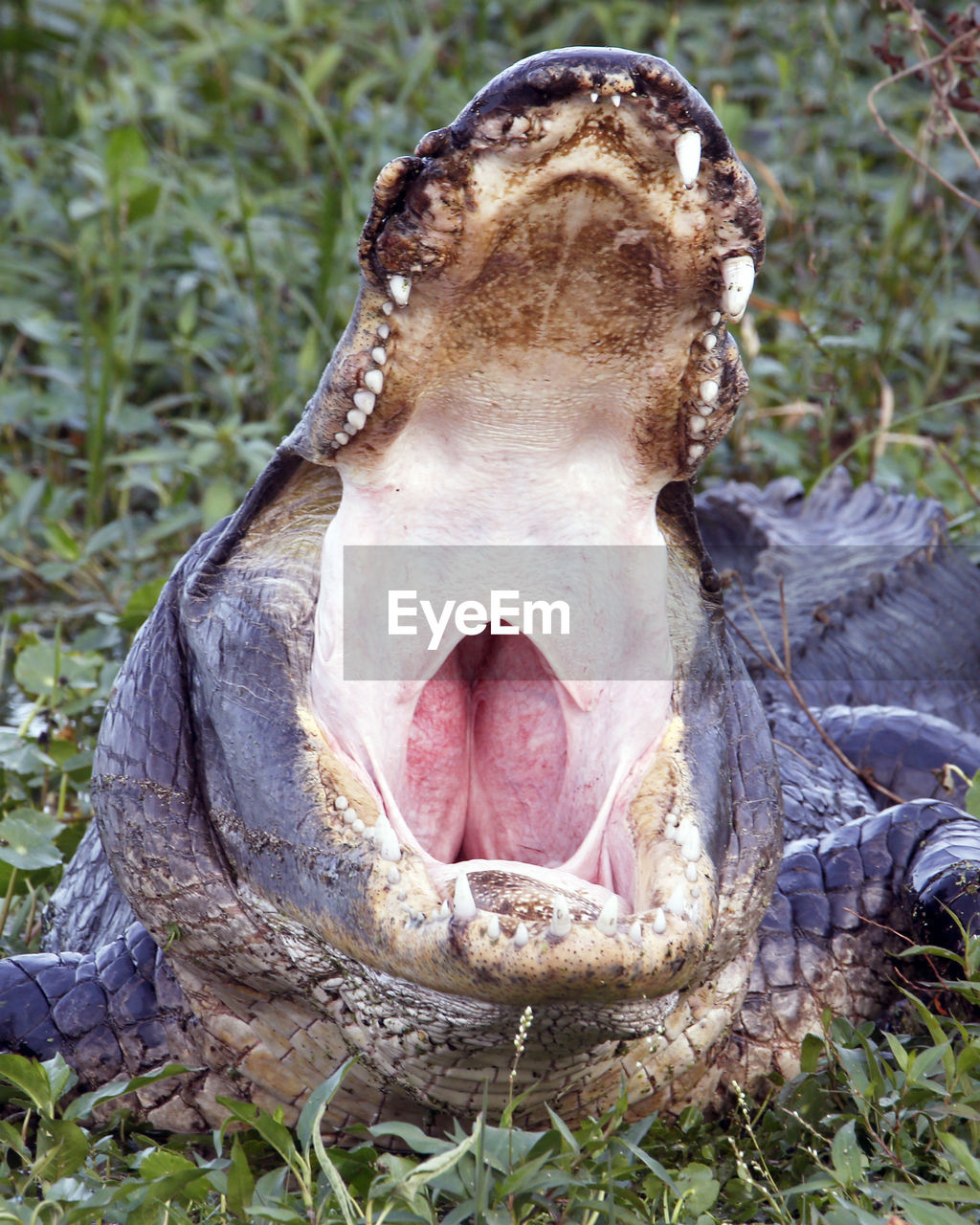 CLOSE-UP OF TURTLE IN MOUTH