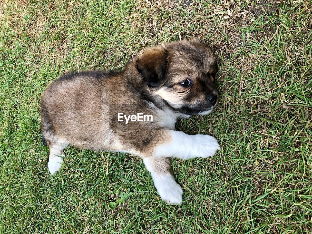 HIGH ANGLE VIEW OF PUPPY ON GRASS