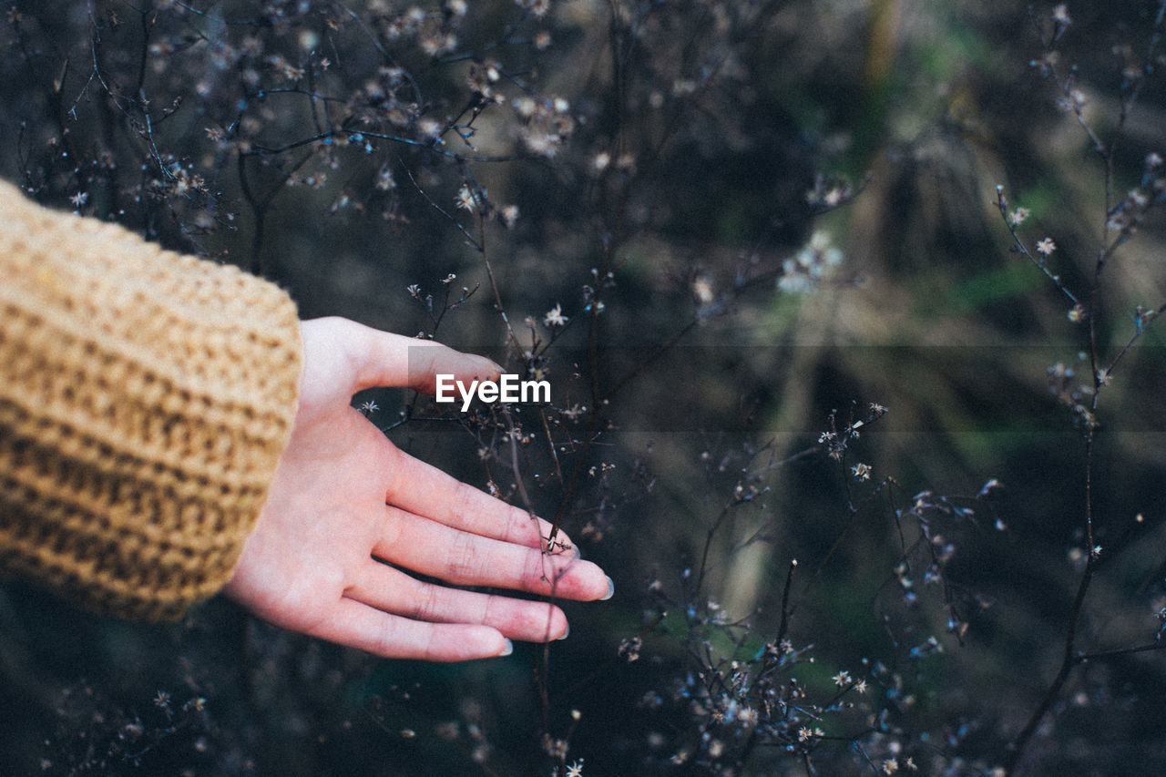 Cropped image of woman touching dry plants