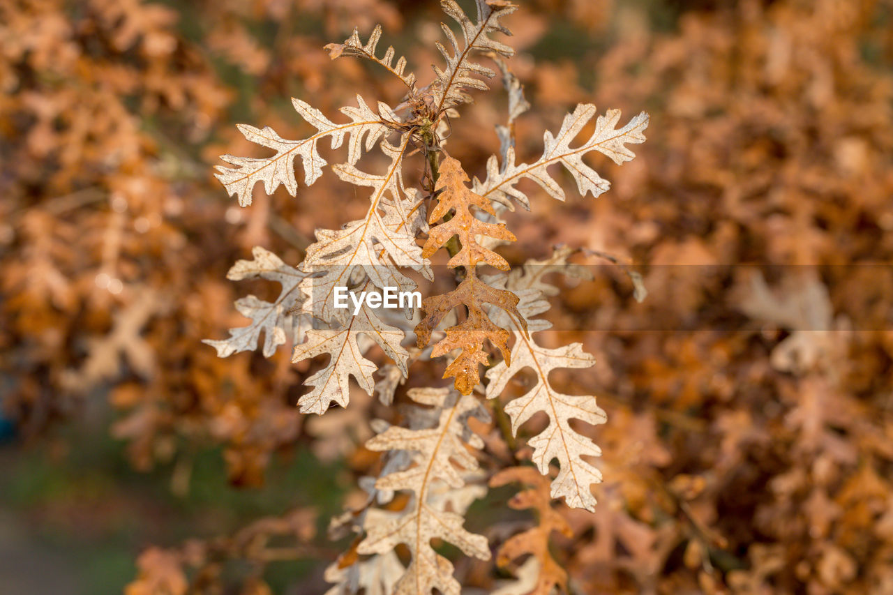 Close-up of dry flowering plant