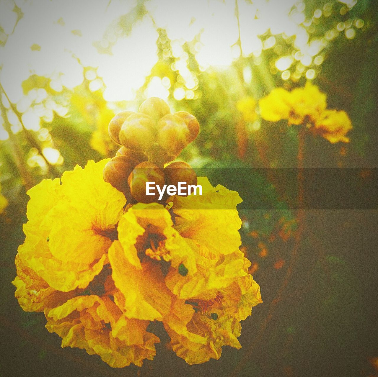 CLOSE-UP OF YELLOW FLOWERS AGAINST BLURRED BACKGROUND