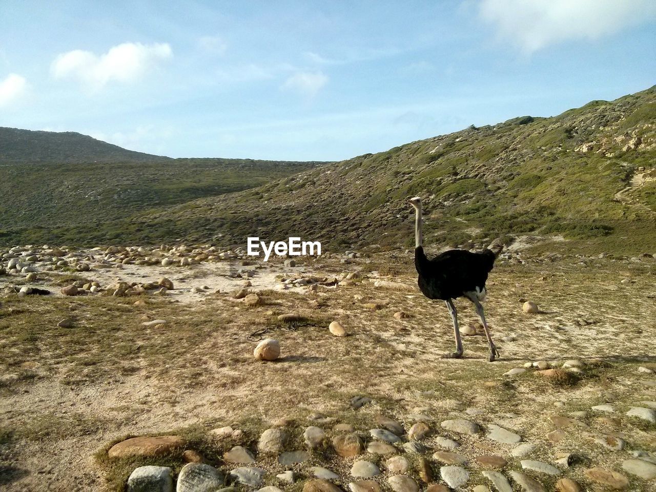 Ostrich on field against sky