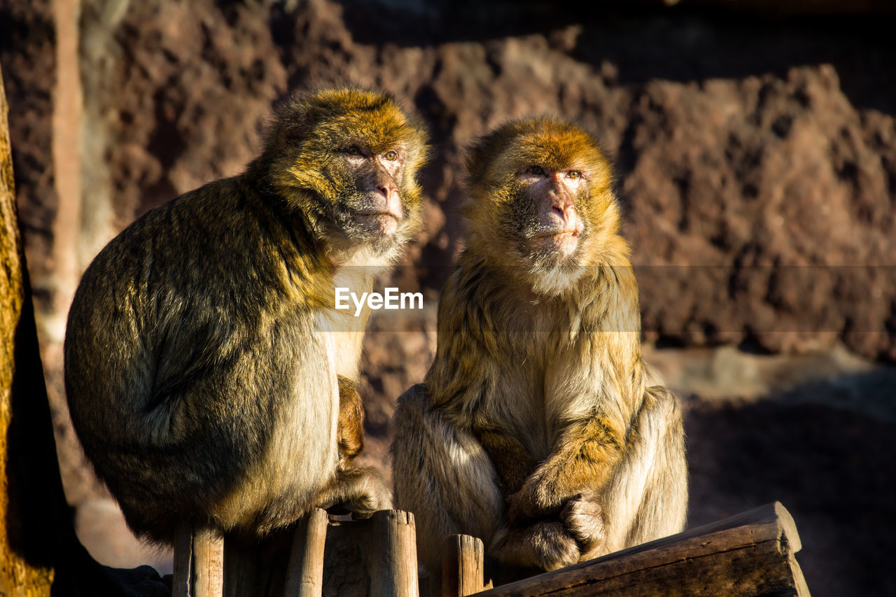 Monkeys sitting in zoo