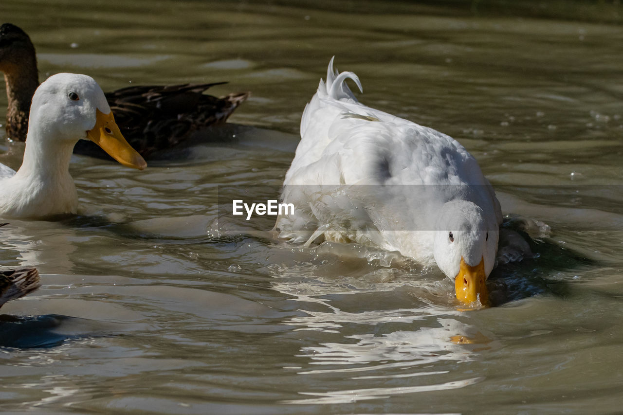 animal themes, animal, animal wildlife, wildlife, bird, water, ducks, geese and swans, beak, group of animals, duck, water bird, swimming, lake, nature, no people, two animals, swan, animal body part, day, waterfront, outdoors, young animal, goose