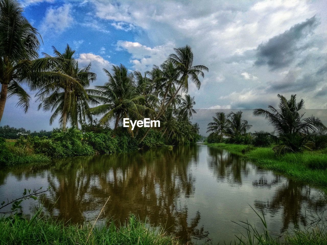 REFLECTION OF PALM TREES ON LAKE AGAINST SKY