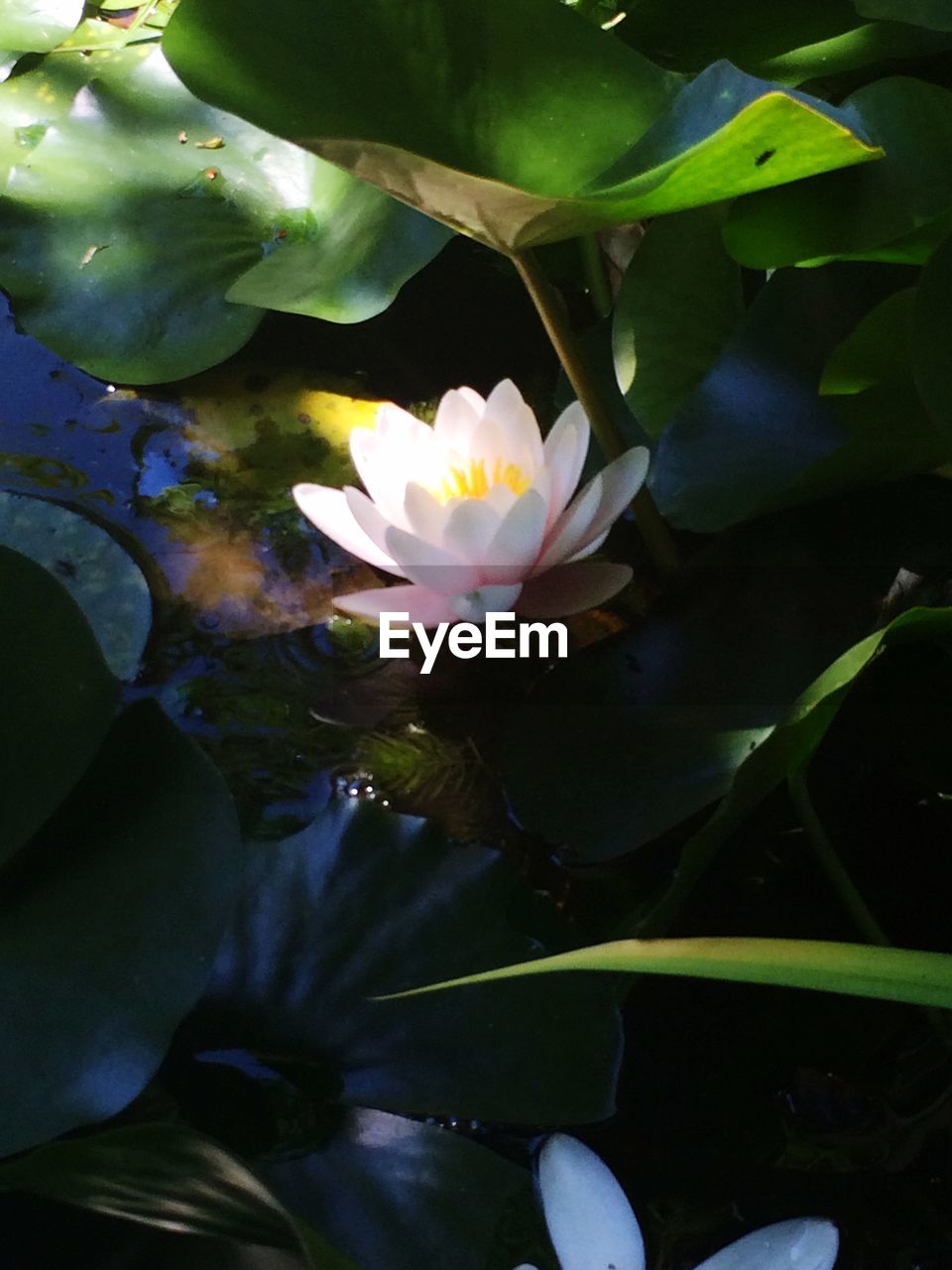 LOTUS WATER LILY IN POND