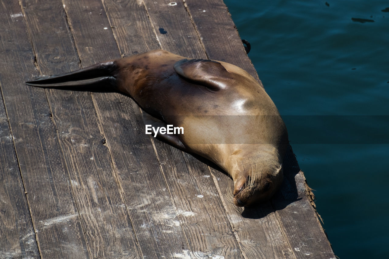 HIGH ANGLE VIEW OF ELEPHANT IN SEA