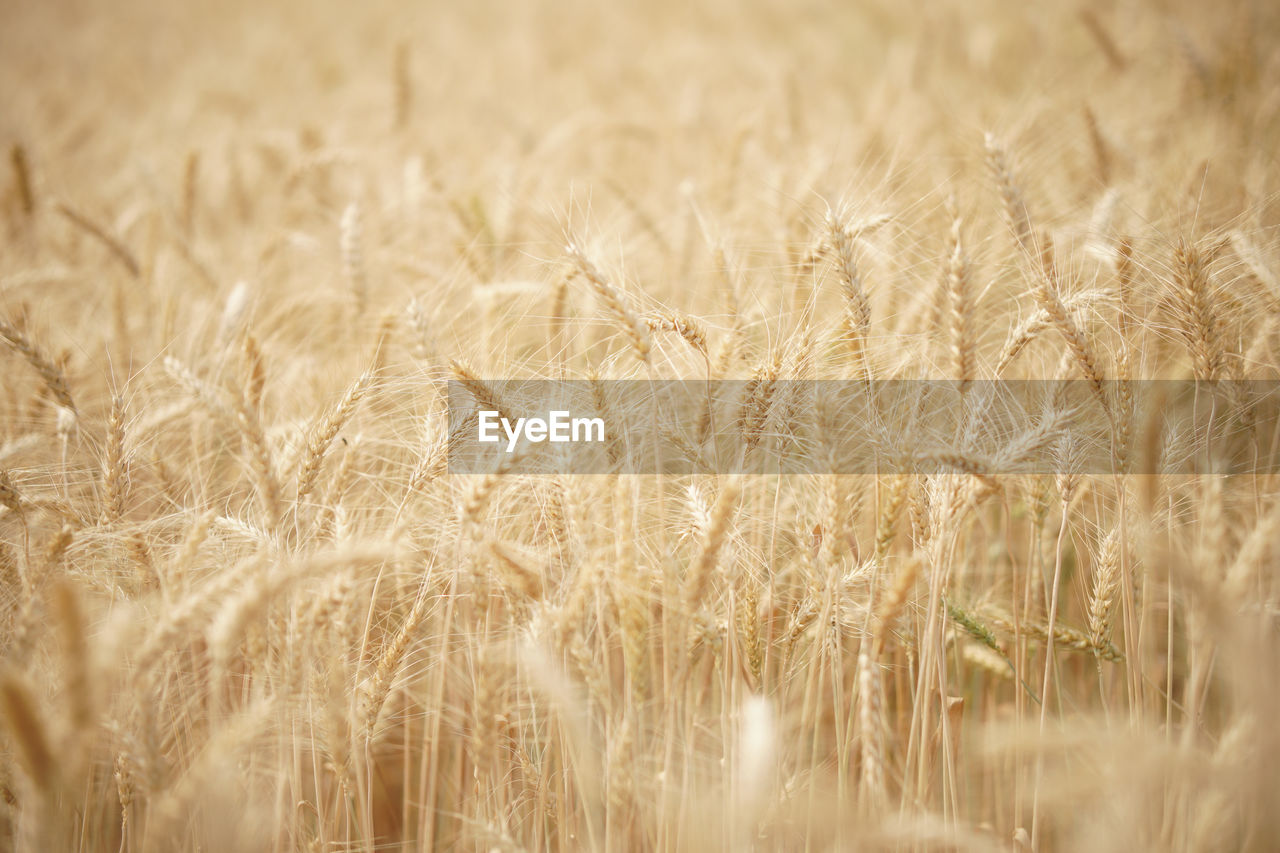 CLOSE-UP OF WHEAT GROWING ON FIELD