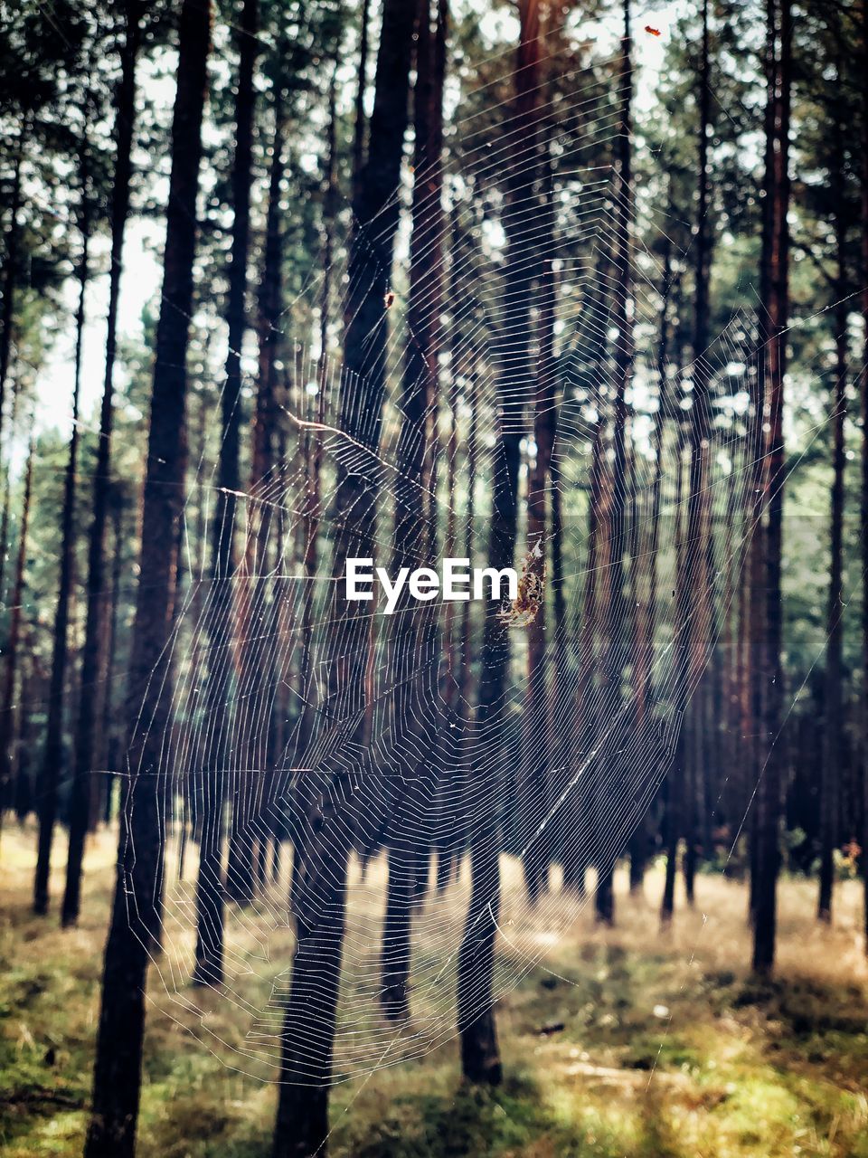 PINE TREE IN FOREST
