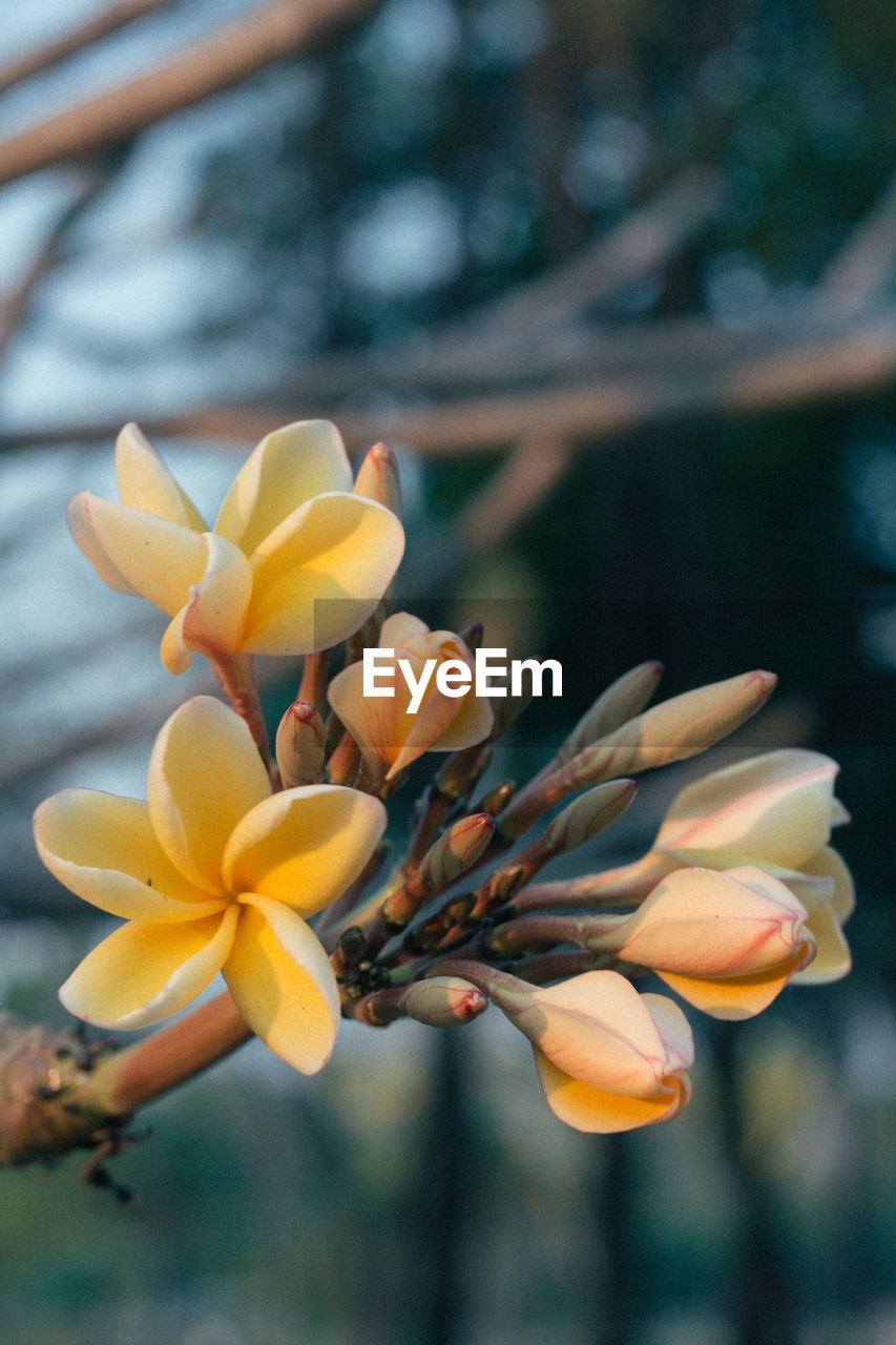 Close-up of yellow flowering plant