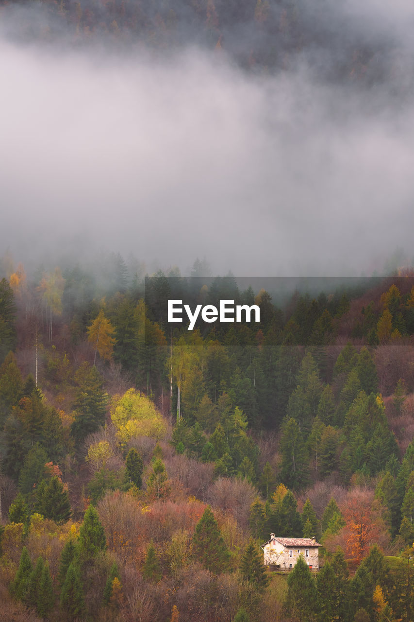 Scenic view of forest against sky