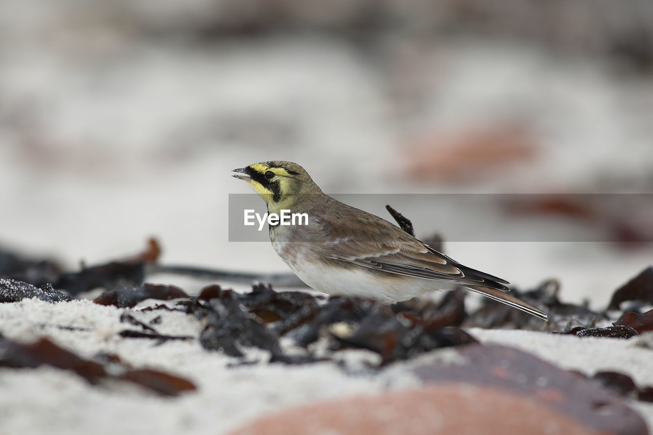 CLOSE-UP OF BIRD PERCHING ON LEAF