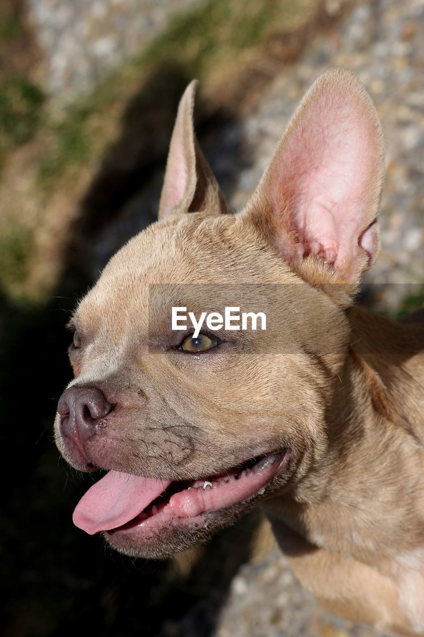 Close-up of a french bulldog 