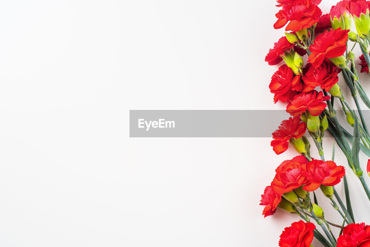 CLOSE-UP OF ROSE PLANT AGAINST WHITE BACKGROUND