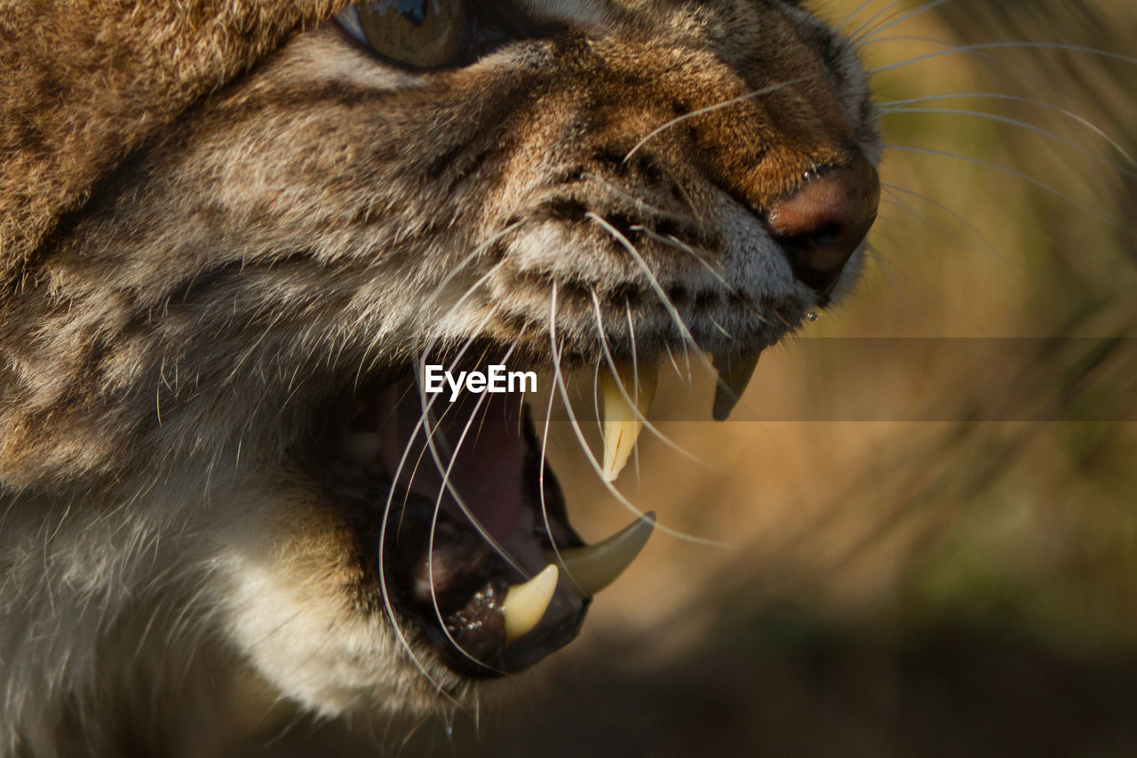 Close-up of angry lynx