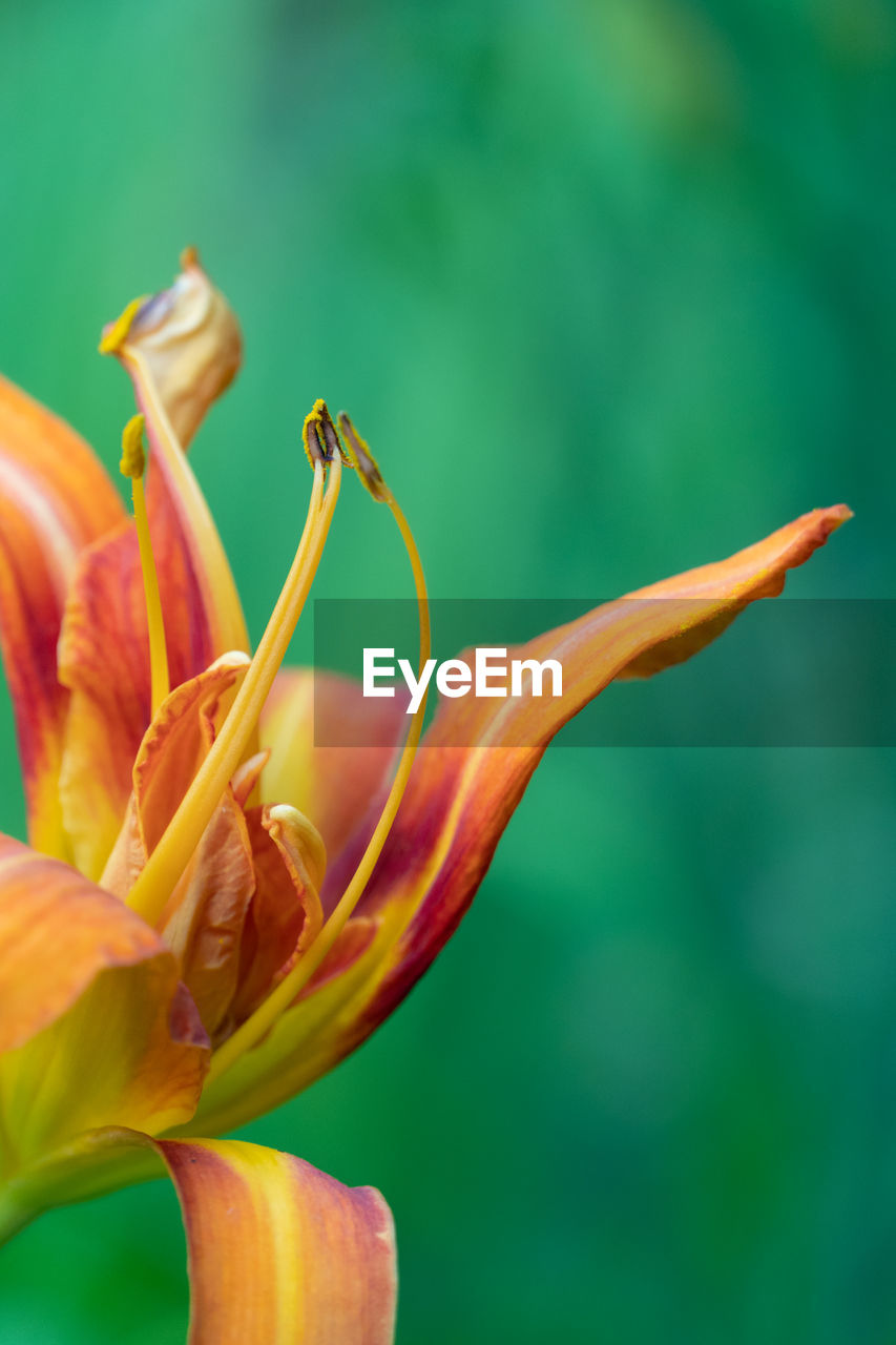 Close-up of orange lily