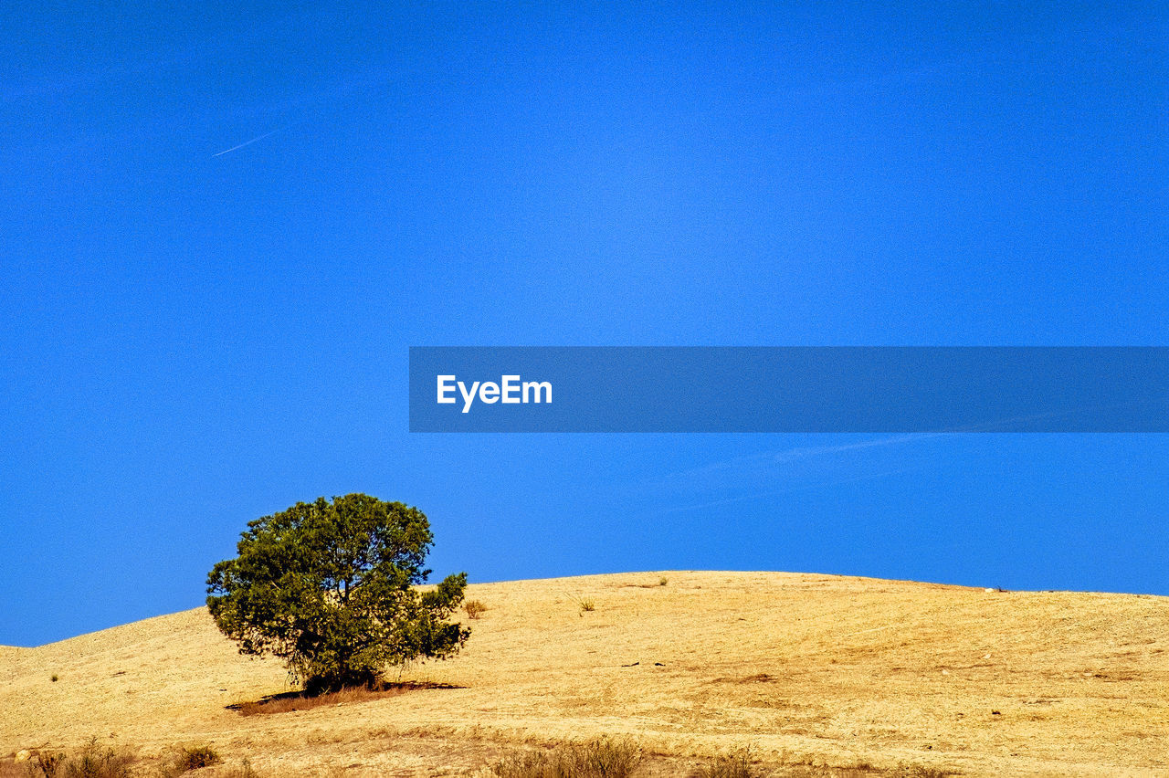 sky, plant, landscape, blue, land, horizon, scenics - nature, natural environment, nature, environment, beauty in nature, hill, tranquility, tree, clear sky, tranquil scene, no people, field, grassland, soil, copy space, plateau, non-urban scene, desert, day, plain, outdoors, growth, remote, idyllic, sunlight, sand, sunny, cloud, prairie