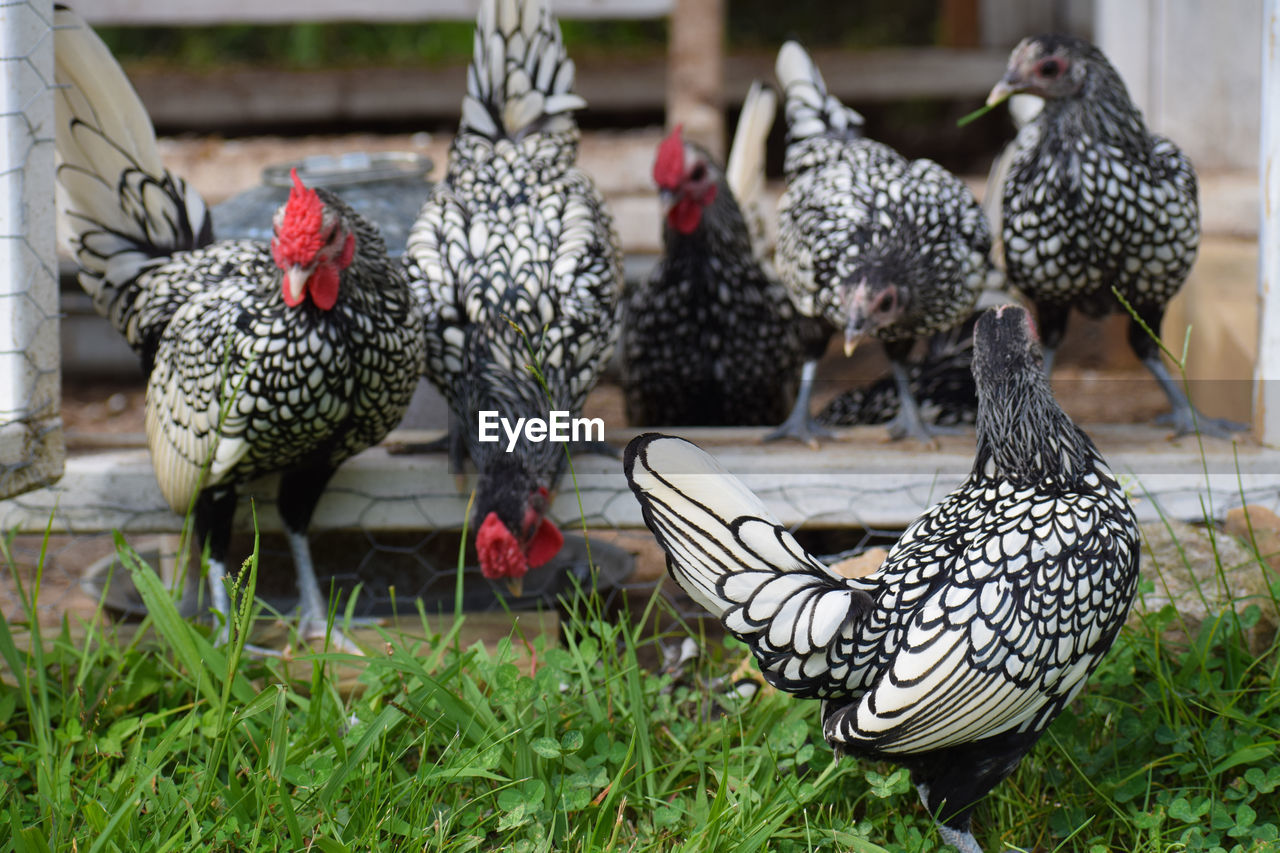 Chickens in a field