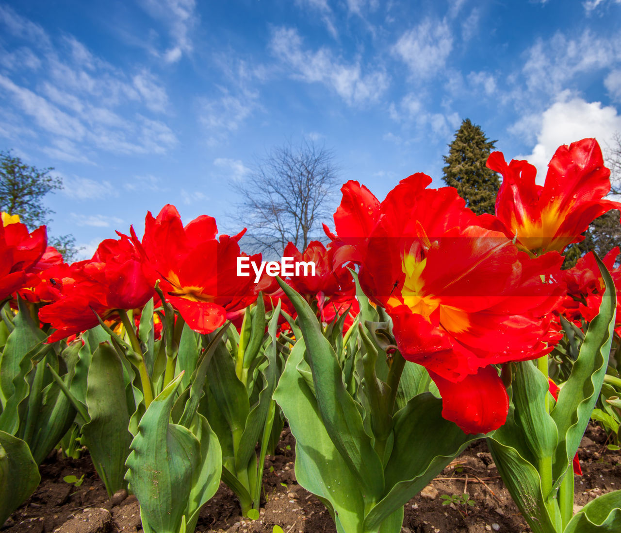 CLOSE-UP OF RED POPPY FLOWERS BLOOMING ON FIELD