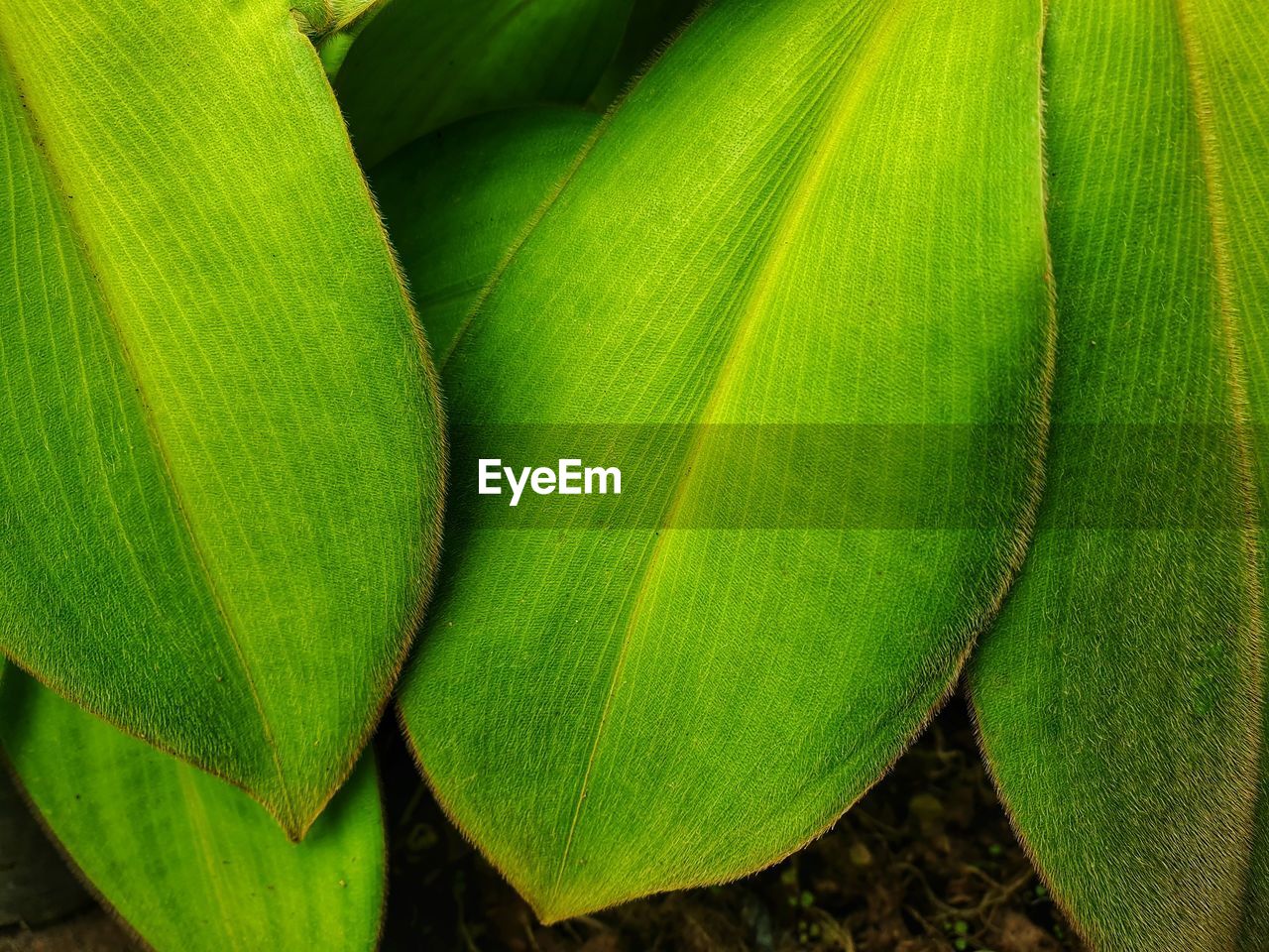 HIGH ANGLE VIEW OF GREEN LEAVES