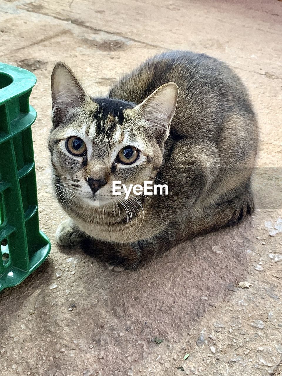 high angle view of cat lying on field