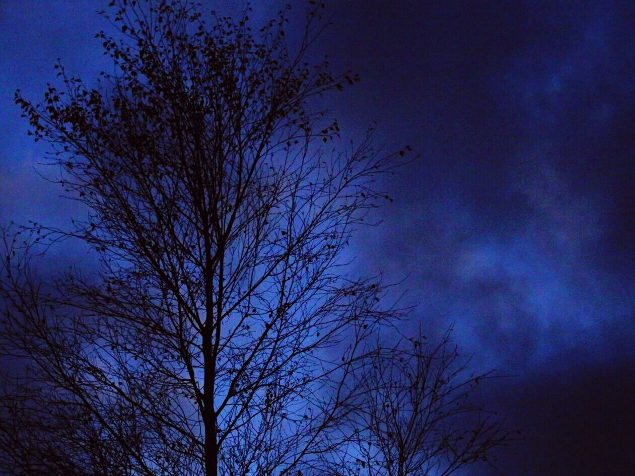 SILHOUETTE OF TREE AGAINST SKY