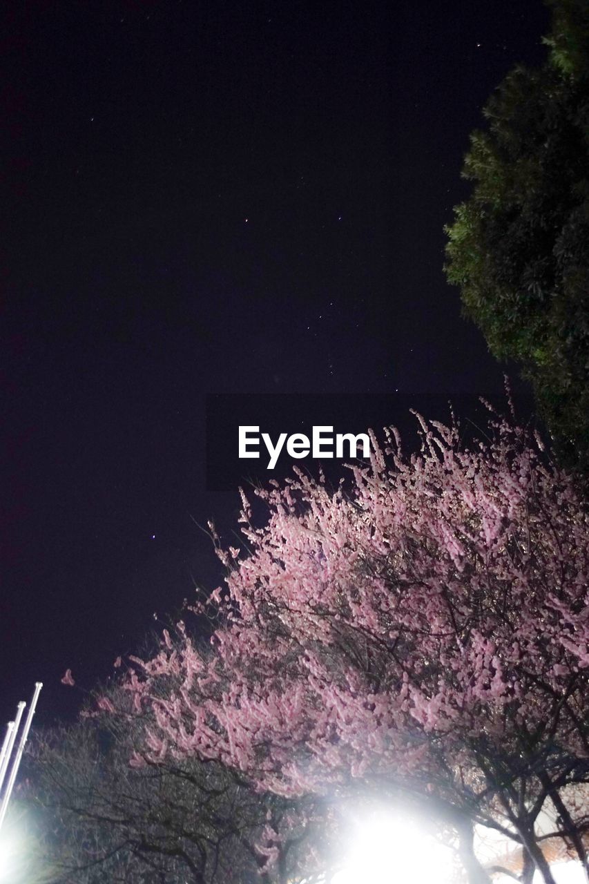 LOW ANGLE VIEW OF CHERRY BLOSSOM AT NIGHT