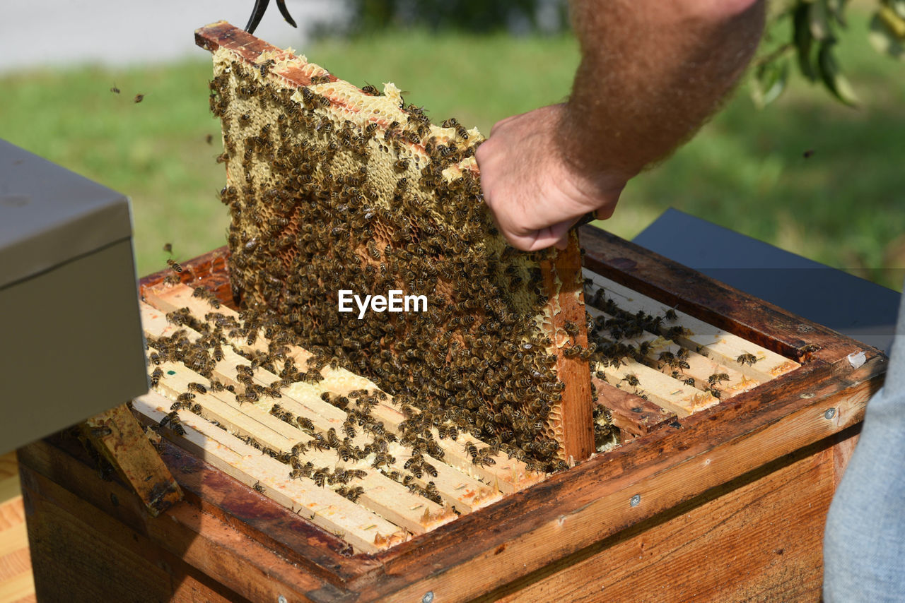 Honeycomb with western honey bees or european honey bee - apis mellifera