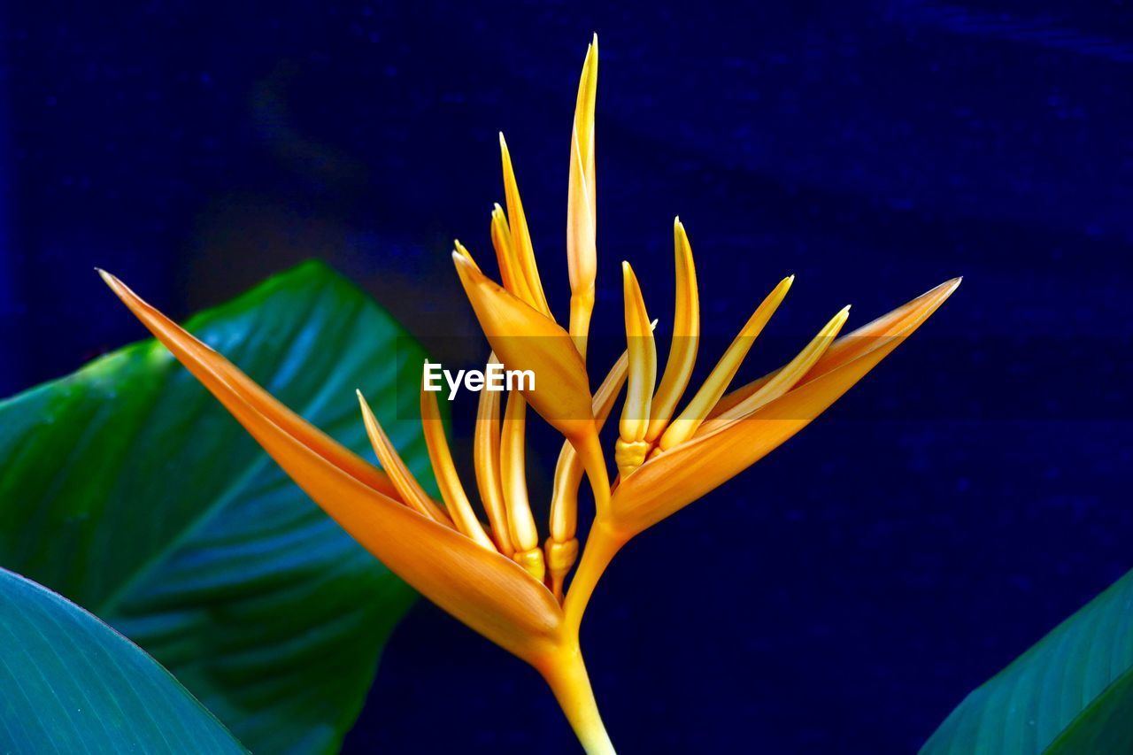 CLOSE-UP OF FRANGIPANI BLOOMING AGAINST PLANT