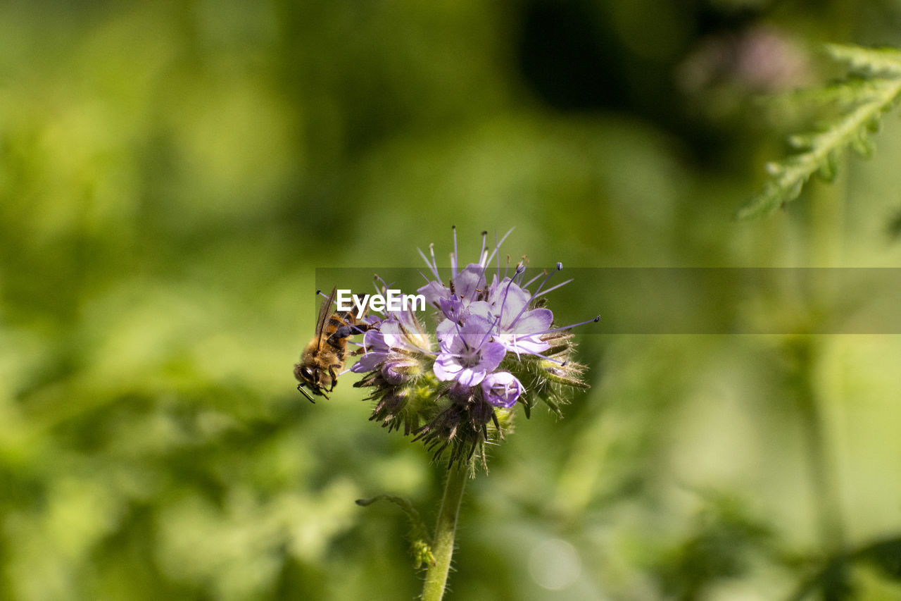 Close-up of bee pollinating on purple flower