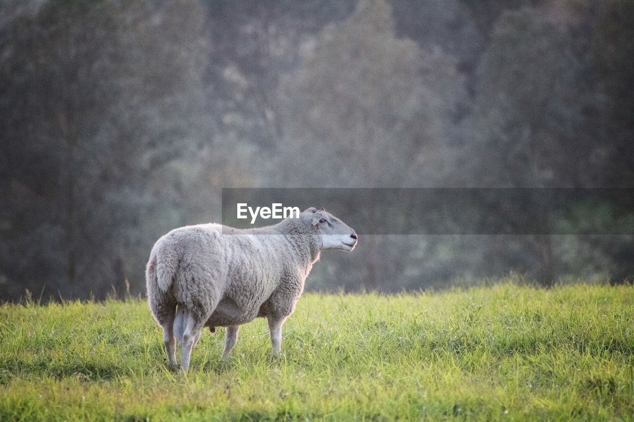 Sheep standing in a field