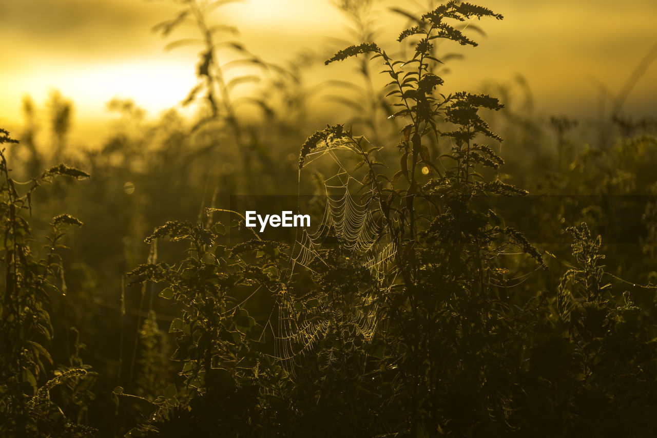 Close-up of grass growing in field