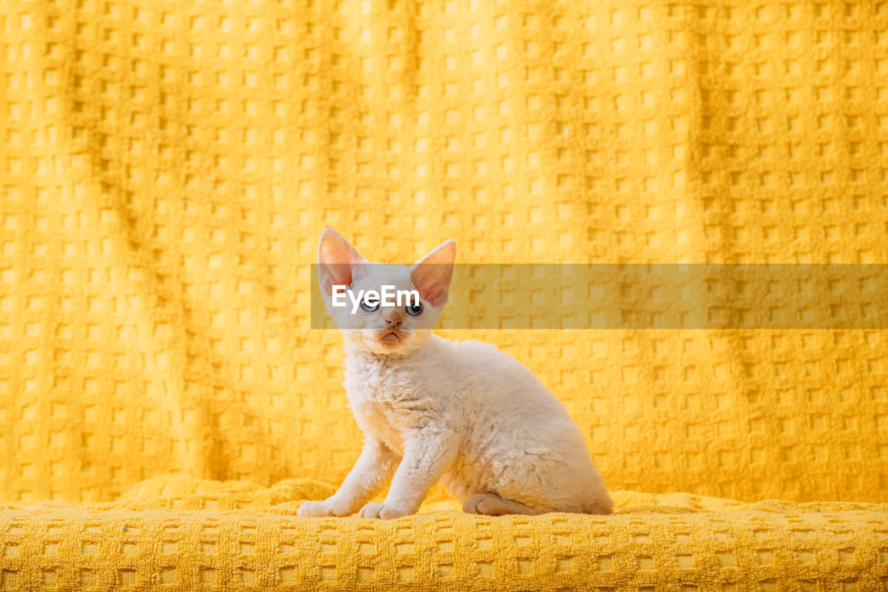 Cat sitting on yellow textile