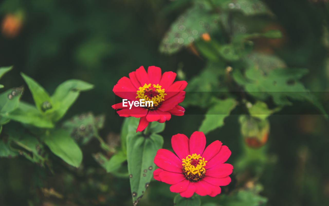 Close-up of red flower against blurred background